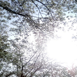 叶凯薇无码AV在线
